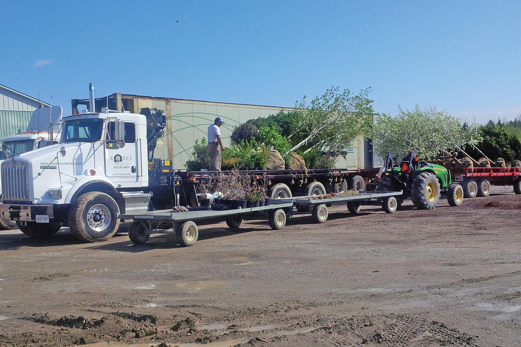 large flatbed truck loaded with trees