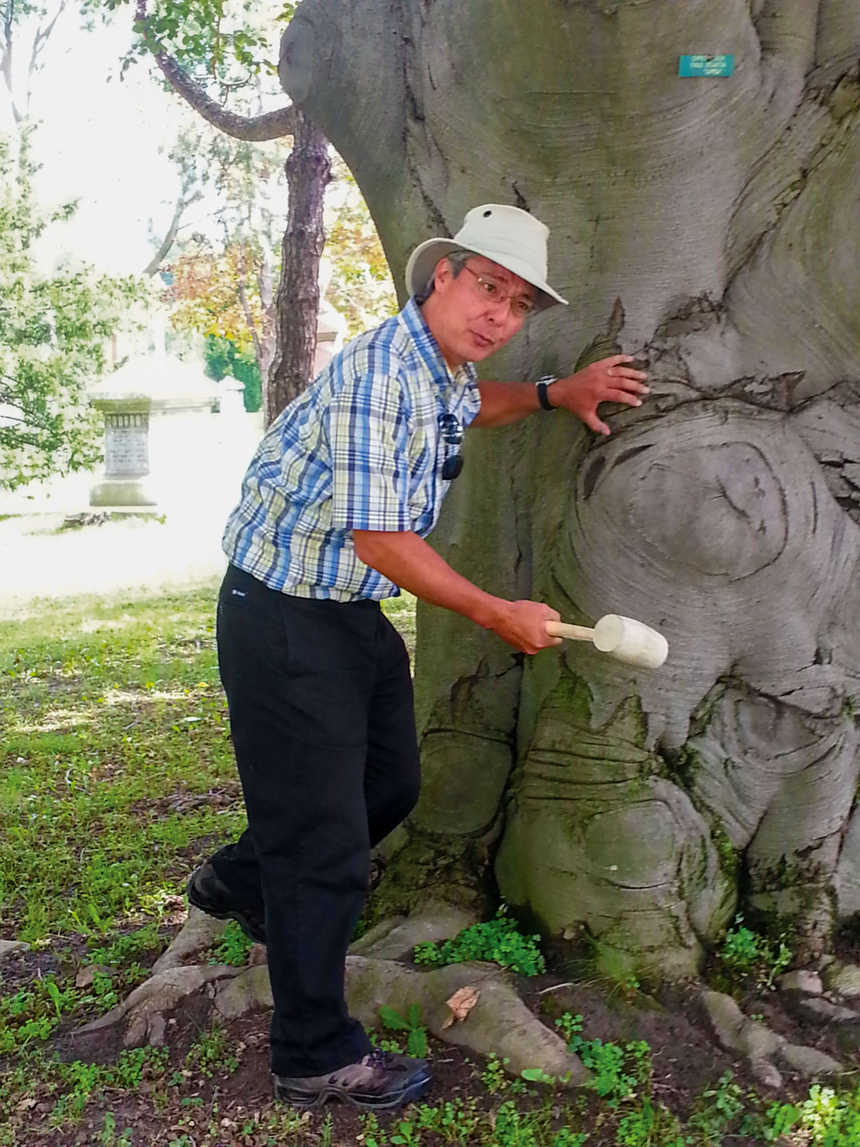 man tapping a large tree with a rubber mallet